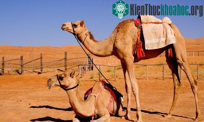Những đặc điểm độc đáo riêng biệt của các loài động vật