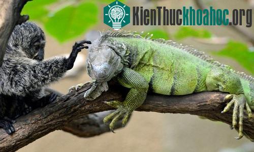 Khỉ đuôi sóc mát xa cho kỳ nhông