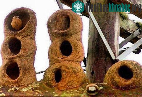 Kinh ngạc với những tổ chim kỳ lạ trên thế giới