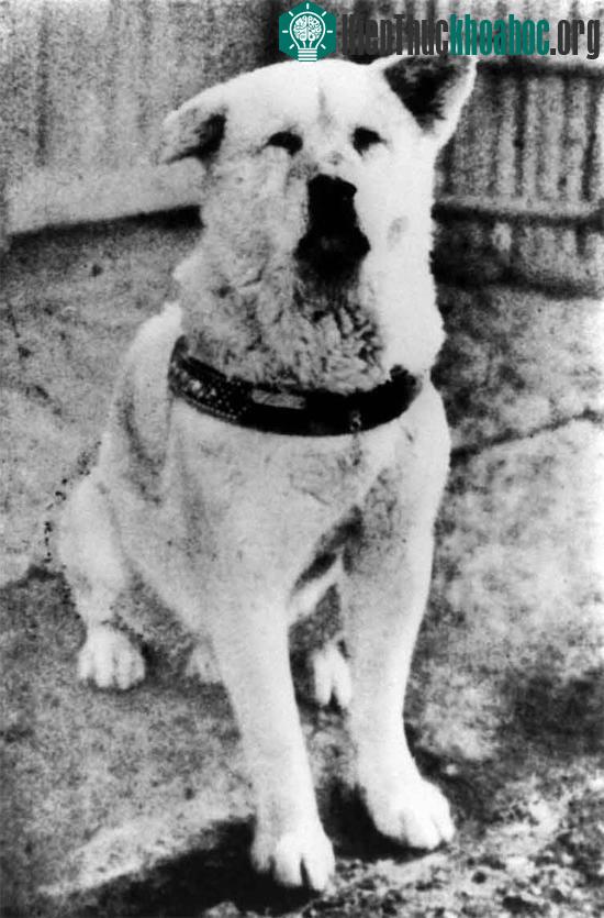 Chú chó Hachiko