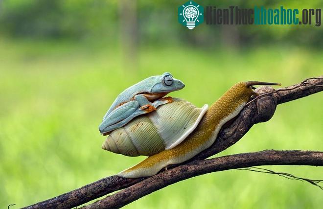 Ếch lười biếng, đi nhờ ốc sên