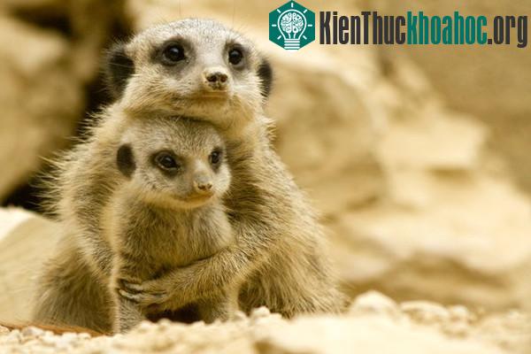 Kinh ngạc trước khả năng siêu anh hùng ở các loài động vật
