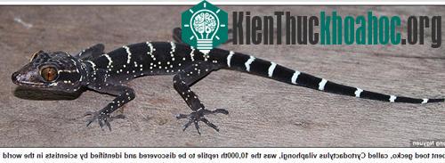 Thằn lằn chân ngón Cyrtodactylus vilaphongi, loài bò sát thứ 10.000 được các nhà khoa học phát hiện