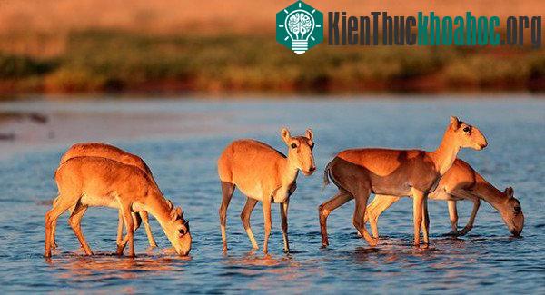 Bí ẩn khiến 85.000 cá thể linh dương Saiga chết hàng loạt