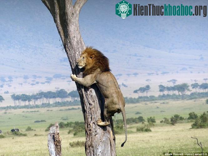 Kinh ngạc với cảnh sư tử sợ hãi leo lên cây chạy trốn bầy trâu rừng hung dữ