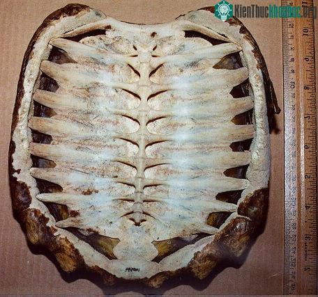 Khám phá sửng sốt về mai rùa
