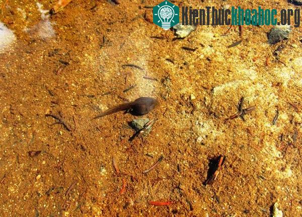 Những loài động vật có tình cảm anh em ấn tượng nhất tự nhiên