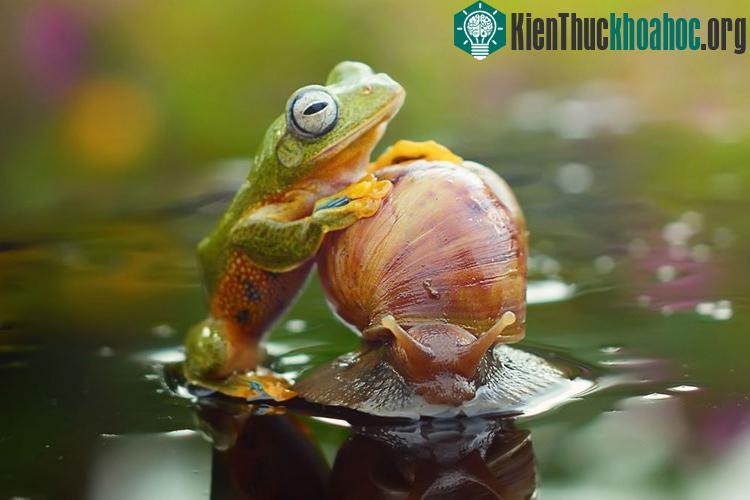 Ếch ranh mãnh bắt sên cõng qua hồ
