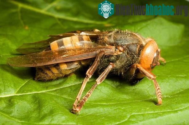 Chân dung ong khổng lồ giết người hàng loạt ở châu Á