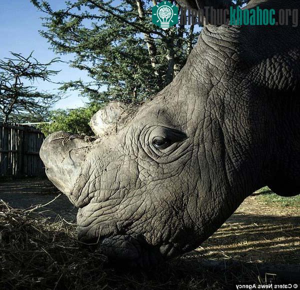 Ánh mắt đượm buồn của Sudan nói lên tất cả về tương lai giống loài chú