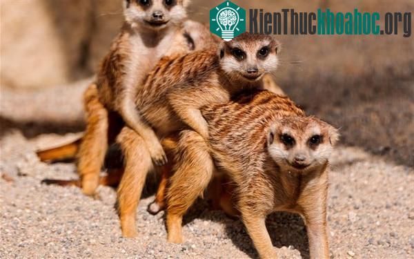 Giật mình trước "tính xấu" của các loài động vật dễ thương