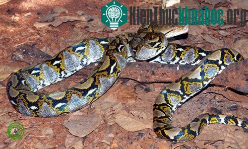Trăn gấm Python reticulatus có thể leo cây và thích cuốn mình vào những cành cây chìa ra trên mặt nước. (Ảnh: Phùng Mỹ Trung).