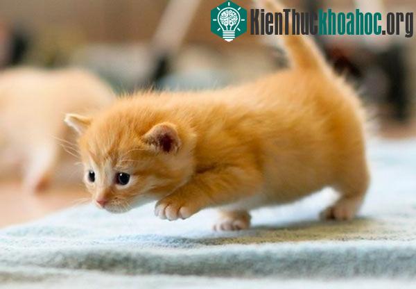Vì sao mèo thích tha "chiến lợi phẩm" về nhà