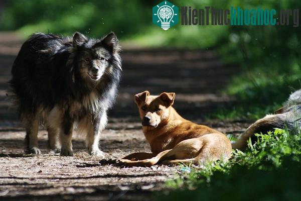 Cách các sinh vật tiến hóa ở thời hiện đại