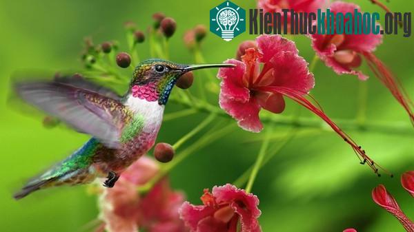 Chim ruồi "ngáy khò khò" như con người