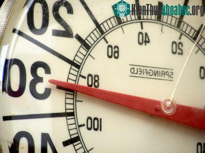 Những sự thực thú vị ít ai biết về loài bướm