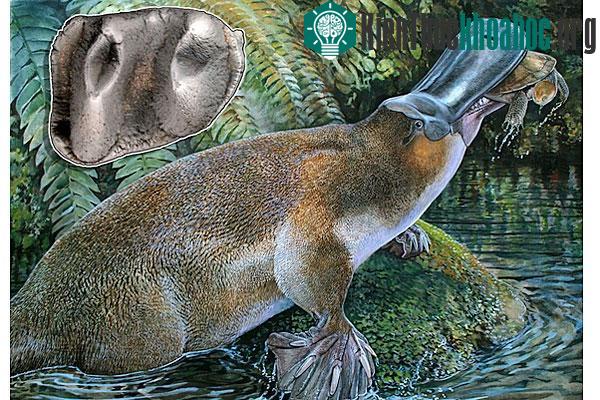 Thù mỏ vịt - động vật lạ với chiếc mỏ săn mồi 'thần kỳ'. (Ảnh minh họa)