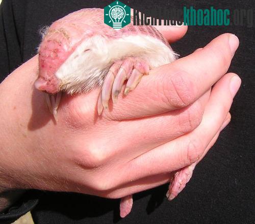 Kỳ lạ những loài động vật tí hon nhất thế giới- ảnh 23