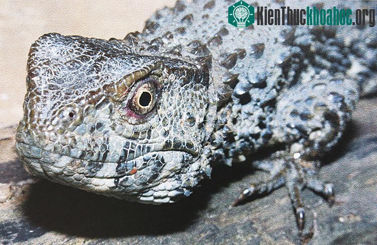 Dù là loài hiếm nhưng theo các chuyên gia Viện Sinh thái và Tài nguyên sinh vật, chúng ít được nghiên cứu.