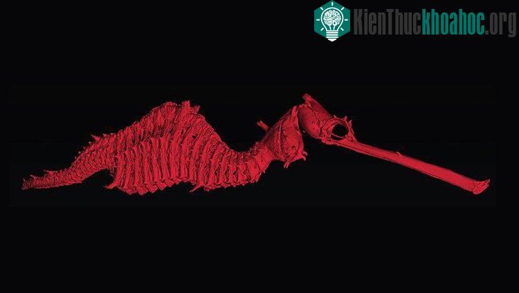 Cá rồng biển Phyllopteryx Dewysea