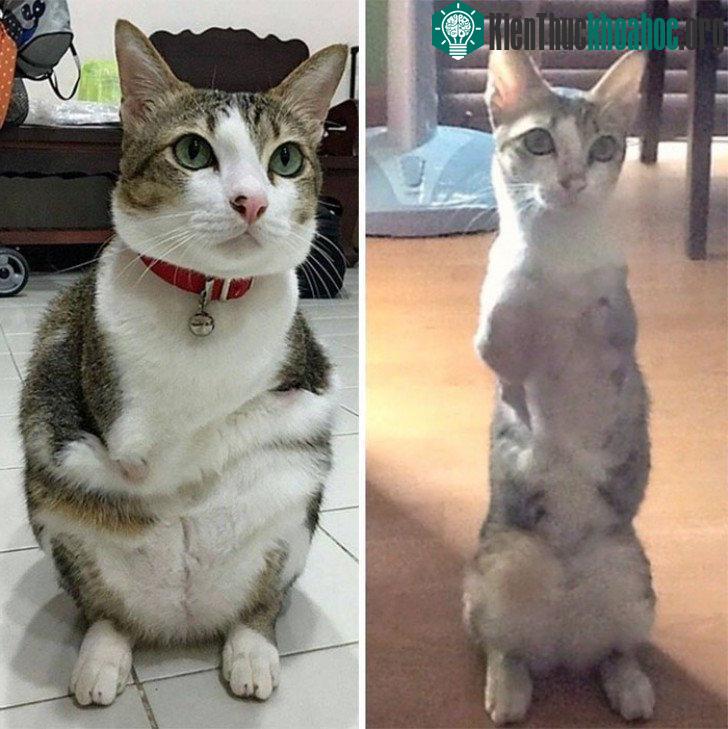 Able lúc mới được đem về nuôi và hiện giờ