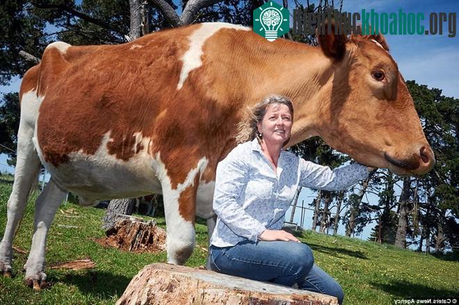 Theo các bác sỹ, Big Moo sở hữu thân hình khổng lồ có thể là do nó bị rối loạn tuyến yên.