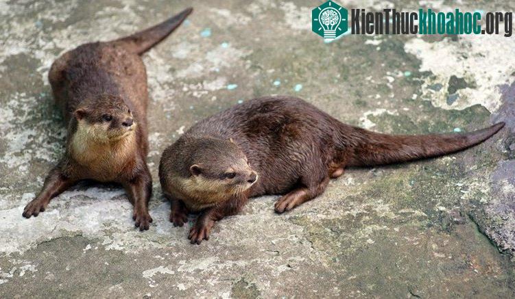 Tan chảy trái tim với loài rái cá cực dễ thương của Việt Nam ảnh 3