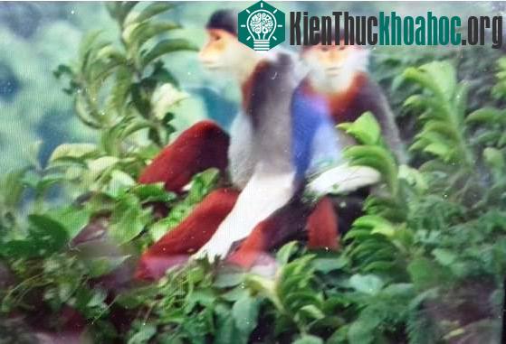 Cận cảnh một cặp voọc ngũ sắc.