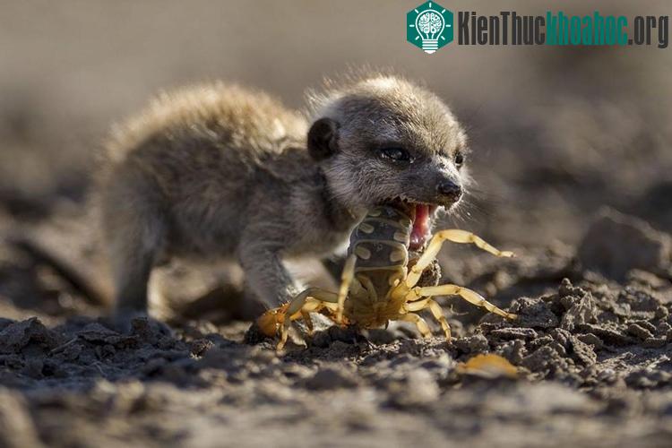 Loài bò cạp có nọc cực độc này cũng là món khoái khẩu của chồn Meerkat.