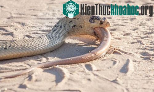 Rắn hổ mang ăn thịt đồng loại trong công viên động vật hoang dã Kgalagadi Transfrontier Park ở Nam Phi