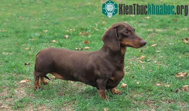 Chó Dachshund