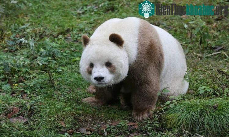 Gấu trúc nâu duy nhất trên thế giới ăn 40kg tre mỗi ngày ảnh 3