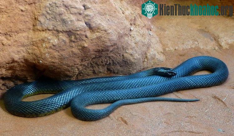 Taipan nội địa có thể thay đổi màu sắc theo mùa.