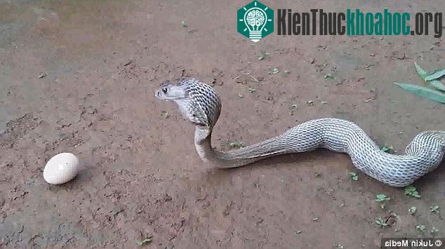 Trong video, những quả trứng được đẩy dọc theo cơ thể con rắn trước khi rơi ra ngoài qua phần miệng bạnh to hết cỡ.