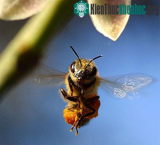 Trước những cơn mưa, loài ong cảm nhận được sự thay đổi về độ ẩm trong không khí. Nhờ đó, chúng sẽ tìm kiếm những nơi trú ẩn trước khi mưa kéo đến.