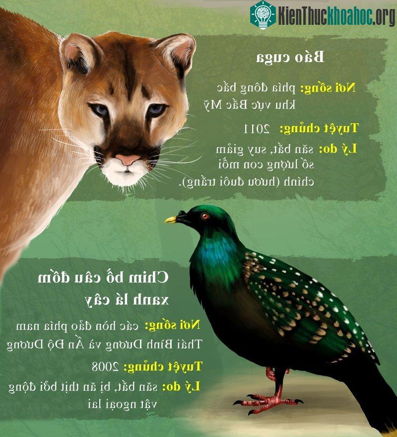 Báo Cuga tuyệt chủng do số lượng con mồi chính (hươu đuôi trắng) bị suy giảm.
