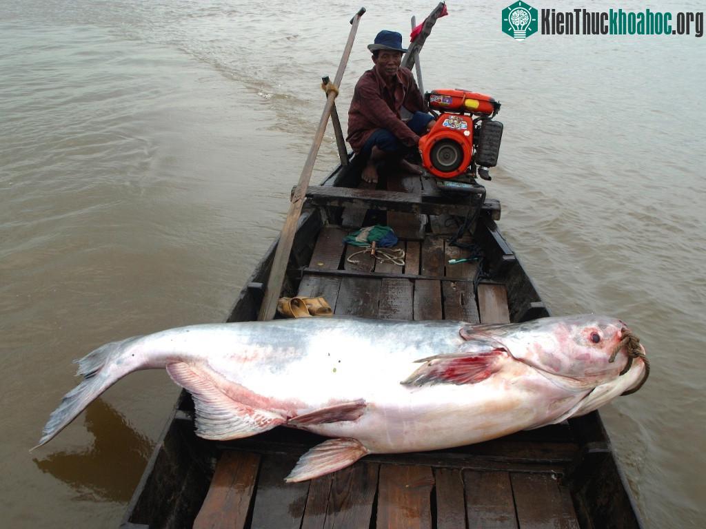 Do nạn săn bắt quá mức, loài cá chỉ tồn tại theo đàn nhỏ ở vùng trung tâm sông Me Kong.