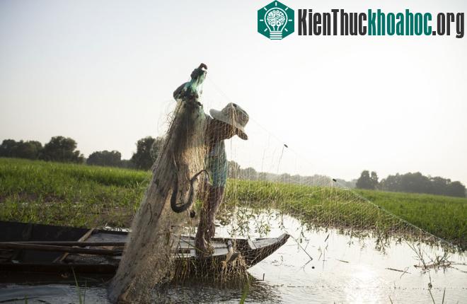 Theo giới bảo tồn, hoạt động khai hoang, lấn đất của con người đã thu hẹp sinh cảnh sống và hạn chế thức ăn của sếu - là mối đe dọa lớn nhất đối với loài và dần đẩy chúng ra khỏi Việt Nam.
