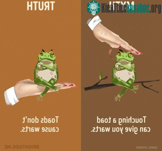 4. Chạm vào một con cóc sẽ khiến bạn bị mụn cóc? Sự thật là loài cóc không gây ra mụn cóc.