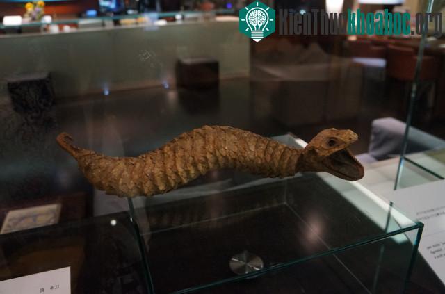 Tsuchinoko trong bảo tàng. (Ảnh minh họa).