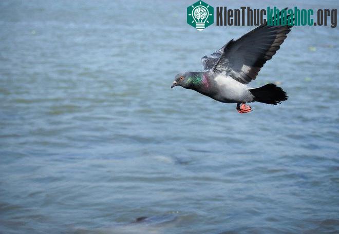 Có thể bạn đã thấy một con chim bồ câu con trông như chim bồ câu trưởng thành.
