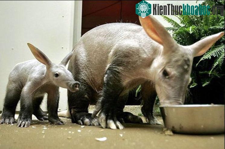 Nhờ có màng chân nên lợn đất bơi rất giỏi.