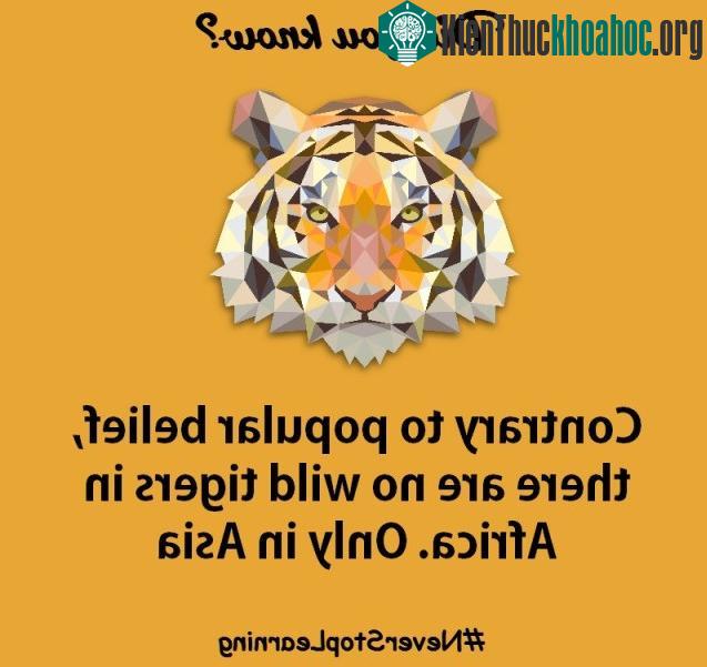 4. Trái với nhiều người vẫn thường tin, không có bất cứ con hổ hoang dã nào ở châu Phi, chỉ có ở châu Á.