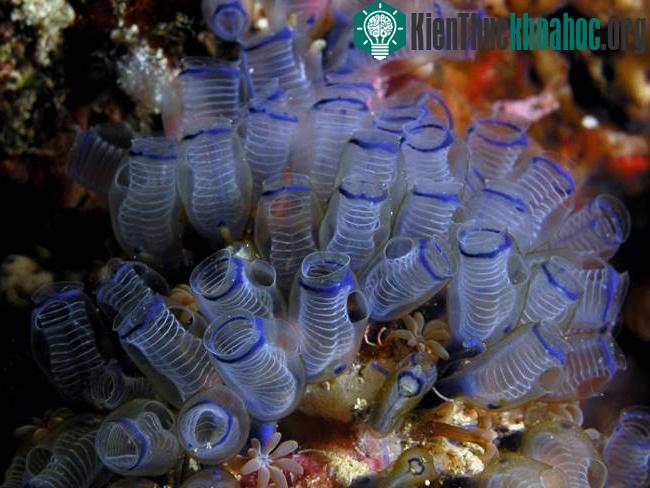 Hải tiêu khi sinh sản từ thân mọc ra một mầm non, mầm này lớn dần lên rồi rời khỏi thân mẹ phát triển thành một cơ thể mới