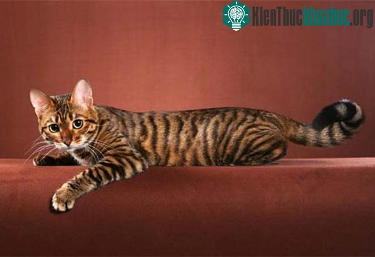 Những con Toyger thực chất là những chú mèo lai.