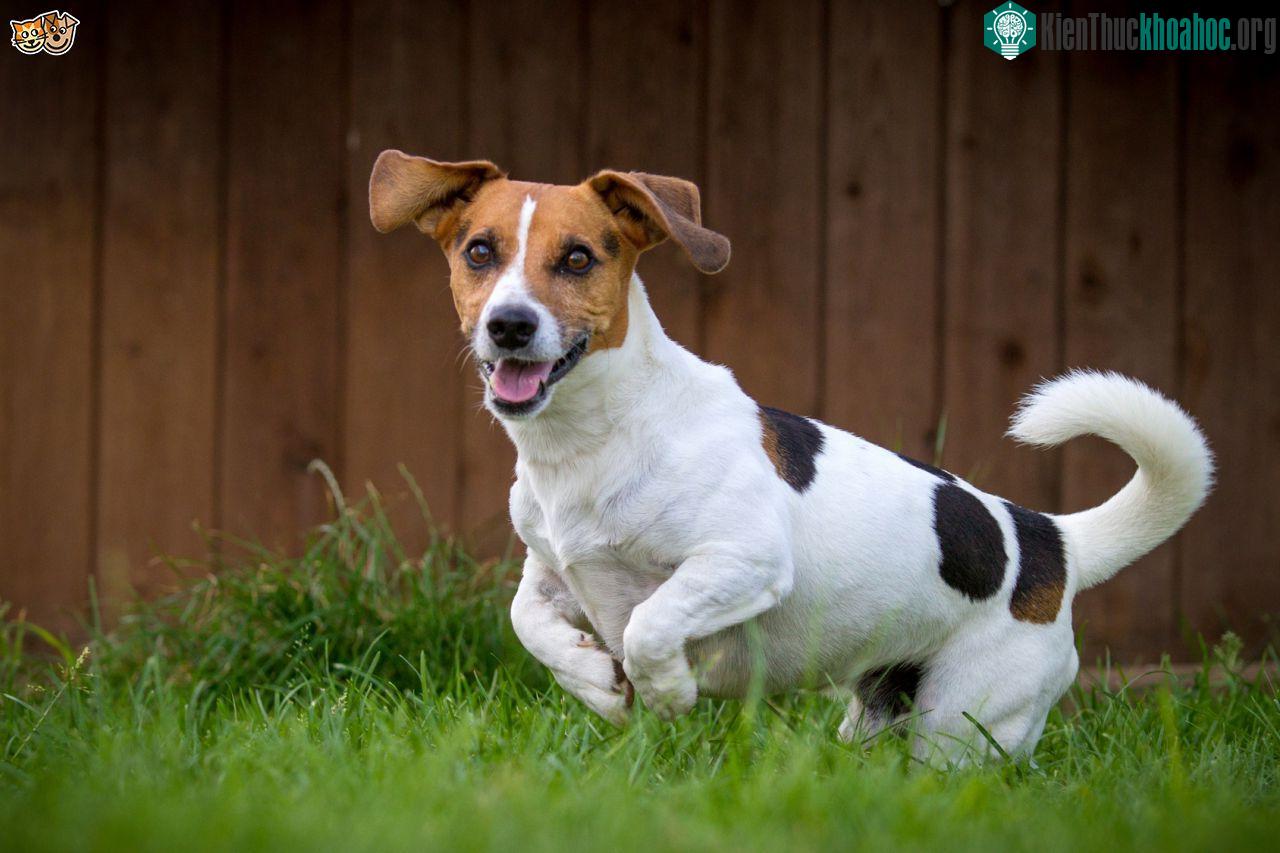 4. Chó sục Jack Russell (tốc độ tối đa: 61 km/h).