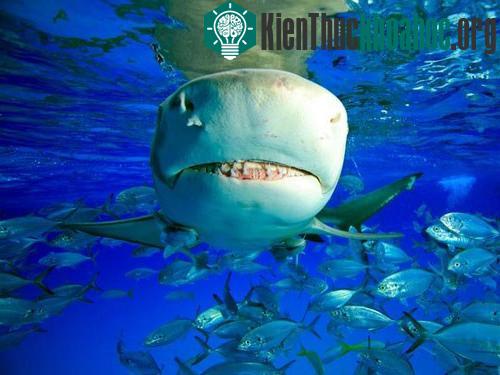 Chế độ ăn của cá mập chanh khác nhau, phụ thuộc vào nơi cư trú và nguồn thức ăn có sẵn.