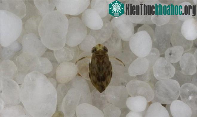 Một loài động vật thủy sinh nhỏ bé cũng có khả năng phát ra âm thanh lớn là rệp nước (Micronecta Scholtzi). Rệp nước sản sinh âm thanh ở 99 dB bằng cách cọ xát dương vật lên bụng nó. Đây là một kỷ ...