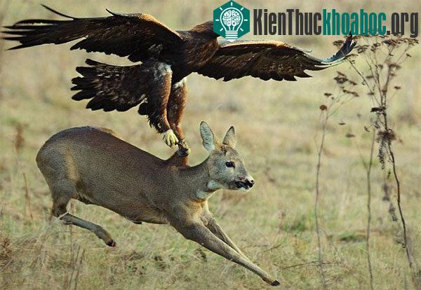 Đại bàng có tuổi thọ trung bình khoảng 70 tuổi