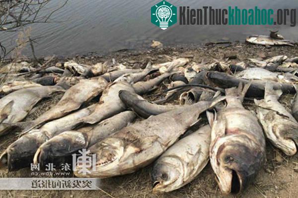 Trung Quốc đã phát hiện khoảng 5 tấn cá, chủ yếu là cá chép, chết bất thường trong một hồ nước ở quận Sifangtai thuộc tỉnh Hắc Long Giang